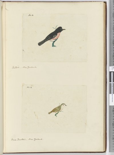 F.13 Fantail. Nowa Zelandia F.14 Mały fantail. Nowa Zelandia, 1772-75 (wc) autorstwa Isaac Smith