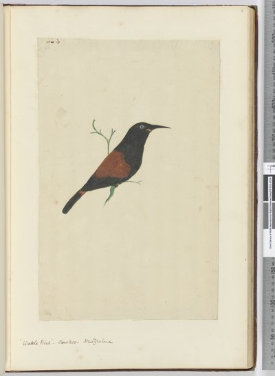 F.18 Ptak akacji. Kukułka. Nowa Zelandia, 1772-75 (wc) autorstwa Isaac Smith