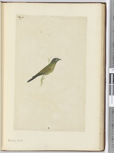 F.22 Przedrzeźniający ptak, 1772-75 (wc) autorstwa Isaac Smith