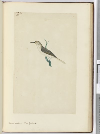 F.23 Mała kukułka. Nowa Zelandia, 1772-75 (wc) autorstwa Isaac Smith