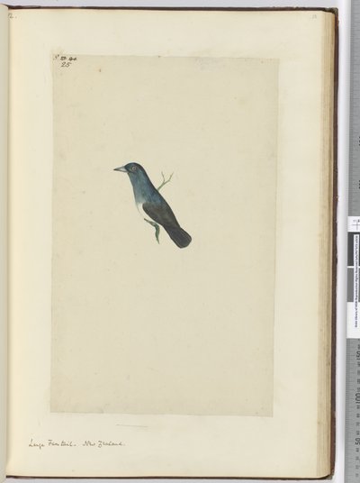 F.25 Duży wachlarz. Nowa Zelandia, 1772-75 (wc) autorstwa Isaac Smith