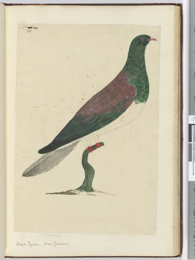 F.26 Gołąb leśny. Nowa Zelandia, 1772-75 (wc) autorstwa Isaac Smith