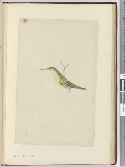 F.28 Kukułka. Nowa Zelandia, 1772-75 (wc) autorstwa Isaac Smith