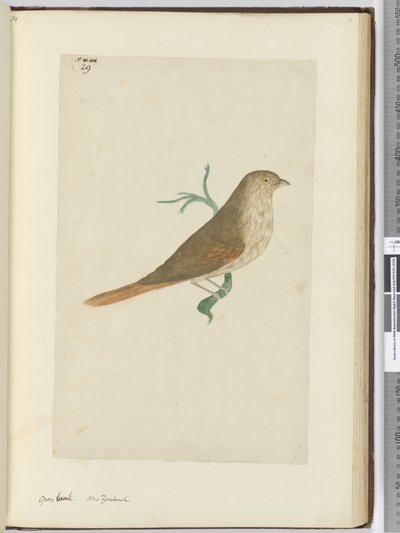 F.29 Dziób brutto. Nowa Zelandia, 1772-75 (wc) autorstwa Isaac Smith