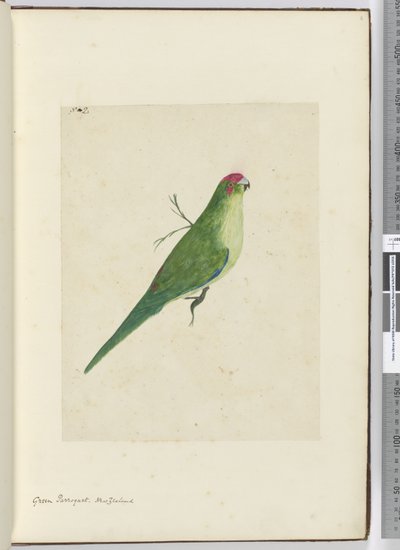 F.2 Zielona papuga. Nowa Zelandia, 1772-75 (wc) autorstwa Isaac Smith