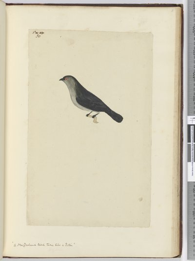 F.30 Nowozelandzki ptak oswojony jak rudzik, 1772-75 (wc) autorstwa Isaac Smith