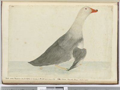 F.35 Kaczka nazwana Racehorse ze względu na swoją szybkość w bieganiu po wodzie, ale nie może latać. Staten Island Ziemia Ognista. Ważył 29 funtów, 1772-75 (wc) autorstwa Isaac Smith