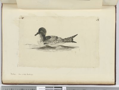F.37b Pintado. Widziany w wysokim południowym łac., 1772-75 (wc) autorstwa Isaac Smith