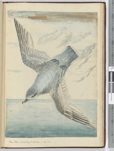 F.40 Burzyk niebieski. Zatoka Dusky Nowa Zelandia. w wysokim pd. łac., 1772-75 (wc) autorstwa Isaac Smith