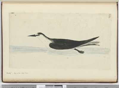 F.44 Noddy. Widziany na morzu, wys. łac., 1772-75 (wc) autorstwa Isaac Smith
