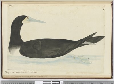 F.46 Kudłaty z Nowej Zelandii, które gniazdują na drzewach, 1772-75 (wc) autorstwa Isaac Smith