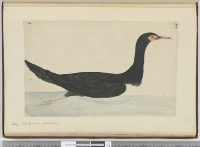 F.48 Kudłaty. Nowa Zelandia i Staten Island, 1772-75 (wc) autorstwa Isaac Smith