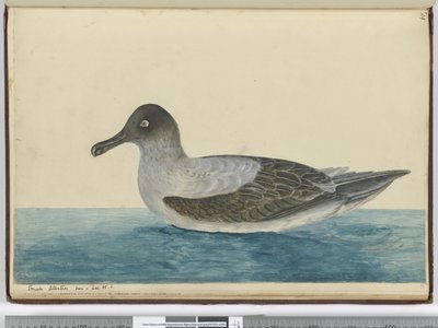 F.49 Mały albatros widziany w łac. 65 S., 1772-75 (wc) autorstwa Isaac Smith