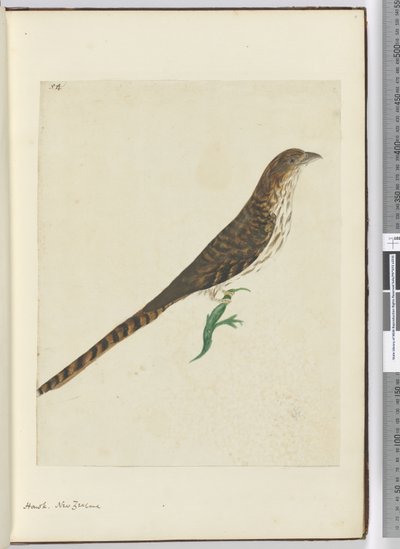F.4 Jastrząb. Nowa Zelandia, 1772-75 (wc) autorstwa Isaac Smith
