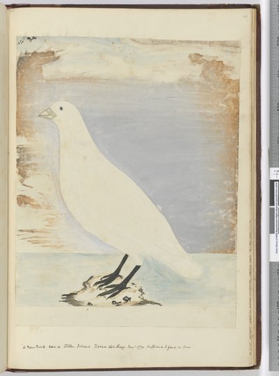 F.51 Nowy ptak widziany na Staten Island Tierra del Fuego Styczeń 1774. Podobno żeruje na brzegu, 1772-75 (wc) autorstwa Isaac Smith