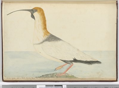 F.52 Nowy kulik. Widziany na Staten Island Ziemia Ognista Styczeń 1774, 1772-75 (wc) autorstwa Isaac Smith