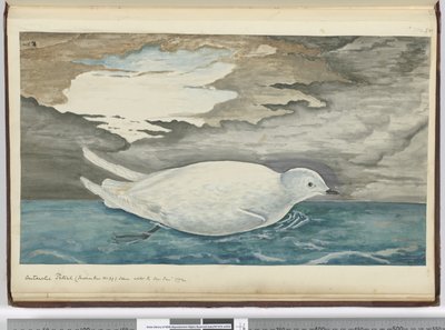 F.53 Petrel antarktyczny (mniejszy niż nr 29) widziany z lodem styczeń 1772, 1772-75 (wc) autorstwa Isaac Smith
