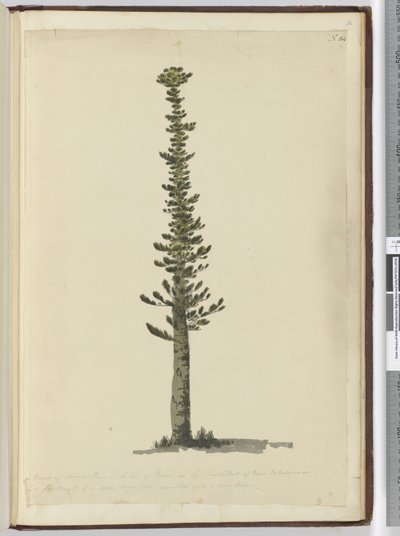 F.54 Rodzaj świerkowej sosny na Isle of Pines na południowym krańcu Nowej Kaledonii i wysoki jak na bardzo duże maszty. Widziany wrzesień 1774..., 1772-75 (wc) autorstwa Isaac Smith