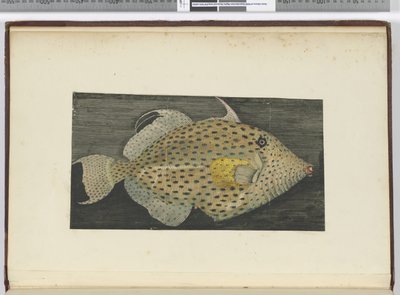 F.55 Ryba zwana Stara Żona S. Jago, 1772-75 (wc) autorstwa Isaac Smith