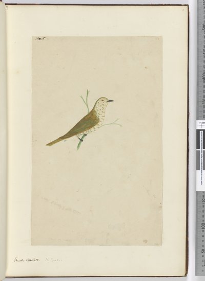 F.5 Mała kukułka. Nowa Zelandia, 1772-75 (wc) autorstwa Isaac Smith