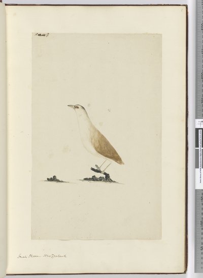F.8 Sieweczka mała. Nowa Zelandia, 1772-75 (wc) autorstwa Isaac Smith