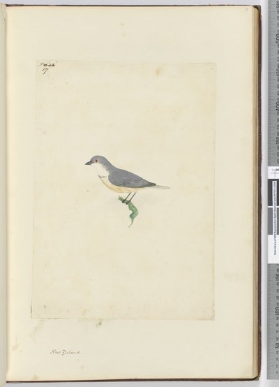 f.17 Niezidentyfikowany ptak z Nowej Zelandii, 1772-75 (wc) autorstwa Isaac Smith