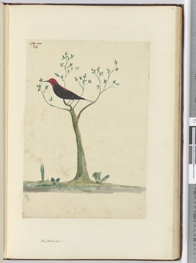 f.24 Nowe Hebrydy?, 1772-75 (wc) autorstwa Isaac Smith