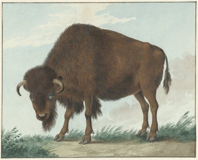 Bizon autorstwa Isaac van Haastert