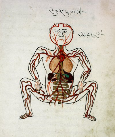 Medycyna arabska: „”krążenie krwi i układ pokarmowy””Miniatura rękopisu anatomii „”Tashrih bi al-Taswir””(Anatomia ciała) autorstwa Mansura (Mansur) ibn Ilyasa (ok. 1390) Stambuł XVII w., biblioteka uniwersytecka autorstwa Islamic School