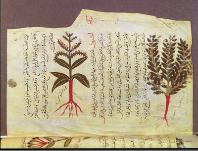 Ms. Arabe 4947 fol.84, Rośliny z traktatu Dioscoride, XIII w. autorstwa Islamic School