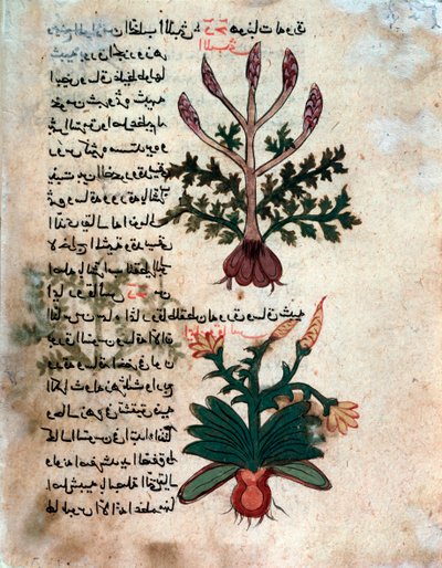 Strona z zielnika medycznego (rękopis autorstwa Islamic School
