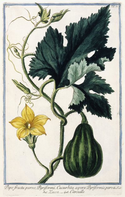 Dynia, 1772-1784 autorstwa Italian School