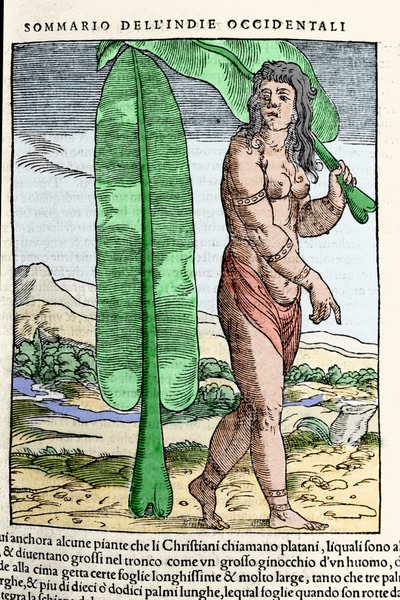 Urodzony w Indiach Zachodnich stojący przy liściu tytoniu. Grawer z książki „Nawigacjai i Viaggi”” tom. III Giovanniego Battisty Ramusio (1485-1557), Wenecja 1565. autorstwa Italian School