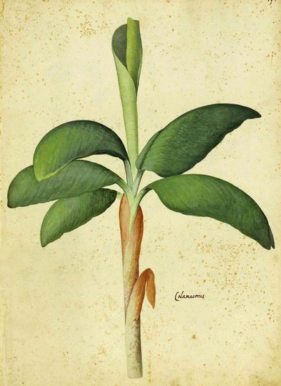 Acorus tatarak – Ulisse Aldrovandi autorstwa Italian School