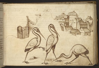 Dodać. 82955, f.107   Ibisy („ibisy”).  , z Historii Animalium, (składający się z 245 rysunków wykonanych piórem i atramentem różnych gatunków zwierząt i mitycznych stworzeń, każdy opatrzony opisem.)    1595 autorstwa Italian School