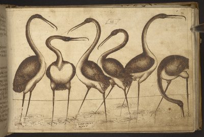 Dodać. 82955, f.110 Ptaki.   , z Historii Animalium, (składający się z 245 rysunków wykonanych piórem i atramentem różnych gatunków zwierząt i mitycznych stworzeń, każdy opatrzony opisem.)    1595 autorstwa Italian School