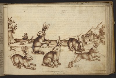 Add. 82955, f.165 Rabbits (