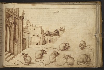 Dodać. 82955, f.192   Myszy („mus”).  , z Historii Animalium, (składający się z 245 rysunków wykonanych piórem i atramentem różnych gatunków zwierząt i mitycznych stworzeń, każdy opatrzony opisem.)    1595 autorstwa Italian School