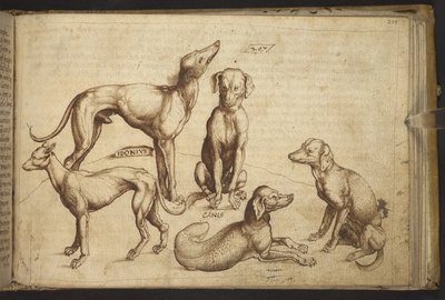 Dodać. 82955, f.206 Psy różnych ras („canis”).  , z Historii Animalium, (składający się z 245 rysunków wykonanych piórem i atramentem różnych gatunków zwierząt i mitycznych stworzeń, każdy opatrzony opisem.)    1595 autorstwa Italian School