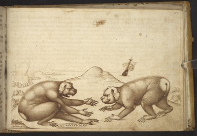 Dodać. 82955, f.244 Walczące stworzenia podobne do psów (