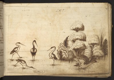 Dodać. 82955, f.26 Ptaki brodzące („carulus”) i łyski („fulica”), z Historia Animalium autorstwa Italian School