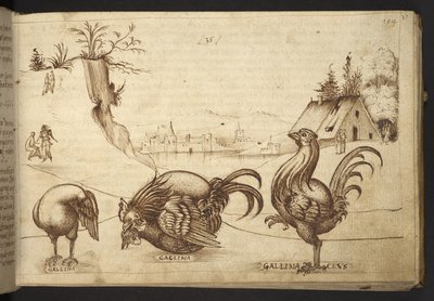 Dodać. 82955, f.37   Kurczaki („gallina”, „gallinaceus”).  , z Historii Animalium, (składający się z 245 rysunków wykonanych piórem i atramentem różnych gatunków zwierząt i mitycznych stworzeń, każdy opatrzony opisem.)    1595 autorstwa Italian School
