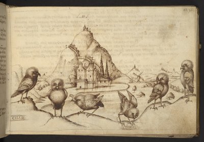 Dodać. 82955, f.40 Ptaki. („Cela”, „Idonivus.)  , z Historii Animalium, (składający się z 245 rysunków wykonanych piórem i atramentem różnych gatunków zwierząt i mitycznych stworzeń, każdy opatrzony opisem.)    1595 autorstwa Italian School