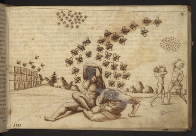 Dodać. 82955, f.60   Pszczoły („małpy”).  , z Historii Animalium, (składający się z 245 rysunków wykonanych piórem i atramentem różnych gatunków zwierząt i mitycznych stworzeń, każdy opatrzony opisem.)    1595 autorstwa Italian School