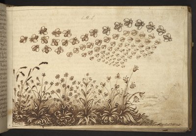 Dodać. 82955, f.64 Pszczoły („małpy”).  , z Historii Animalium, (składający się z 245 rysunków wykonanych piórem i atramentem różnych gatunków zwierząt i mitycznych stworzeń, każdy opatrzony opisem.)    1595 autorstwa Italian School