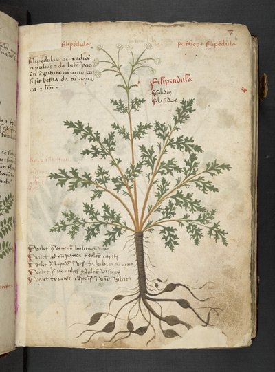 Dodaj MS 41623 