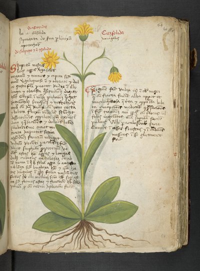 Dodaj MS 41623 