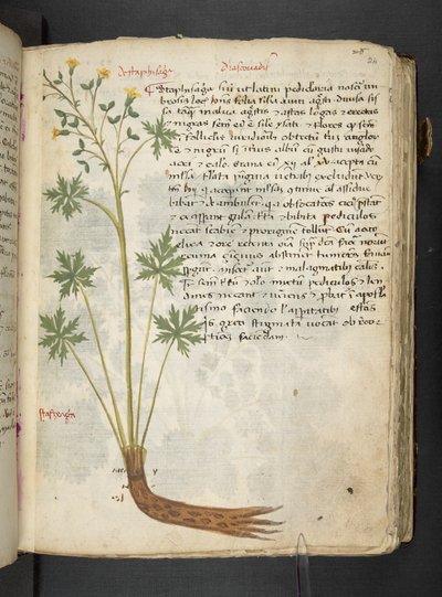 Dodaj MS 41623 