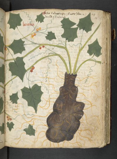 Dodaj MS 41623 