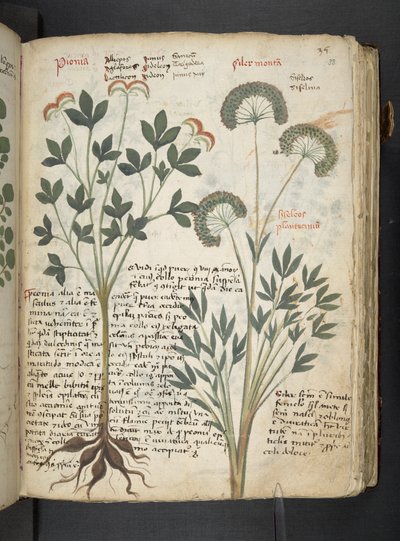 Dodaj MS 41623 